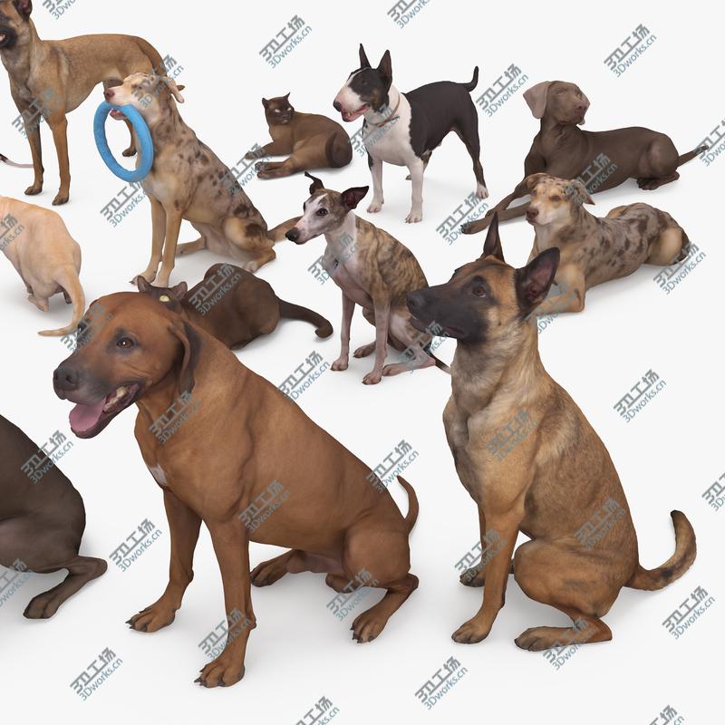 images/goods_img/2021040164/3D Animal Collection x15 3D/4.jpg